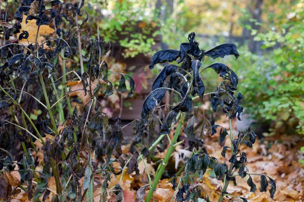 Dahlias Attacked Frost — Stock Photo, Image