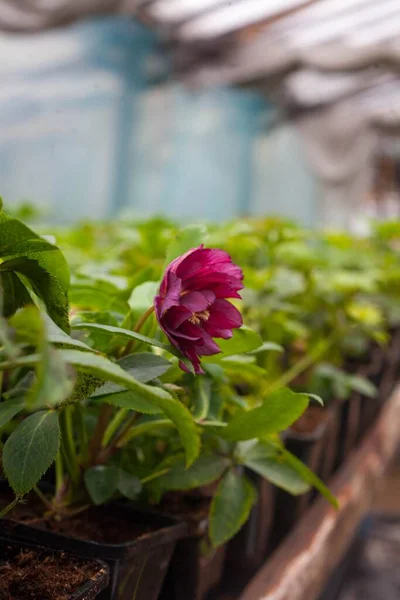 Hellebore Anemone Double Ellen Red Orientalis Gyönyörű Helleborus Rose Flower — Stock Fotó