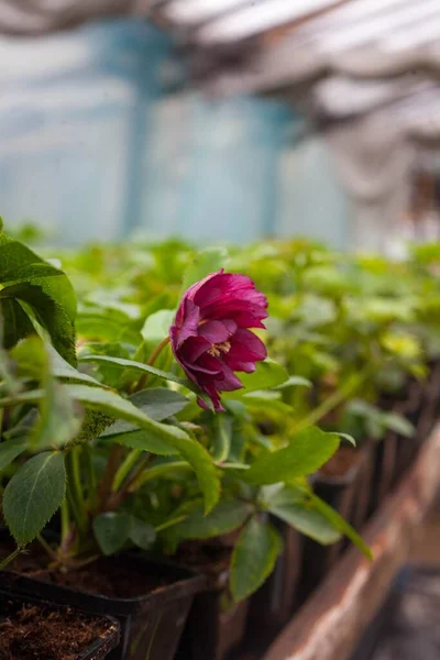 Hellebore Anemone Double Ellen Red Orientalis Beautiful Helleborus Rose Flower — Stock Photo, Image