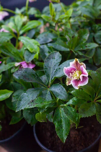 Helleborus Rose Flower Για Χειμώνα Και Την Άνοιξη Στον Κήπο — Φωτογραφία Αρχείου