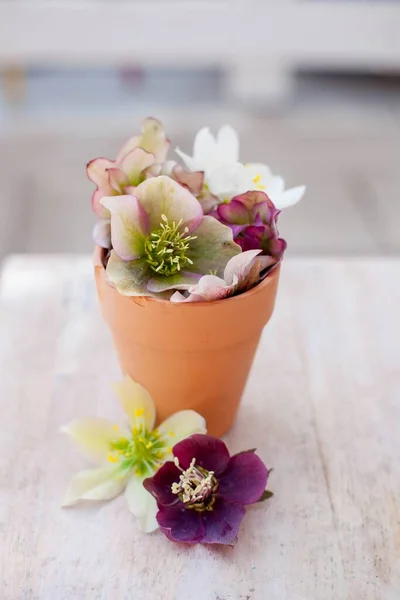 Colorful Variety Beautiful White Pink Hellebore Flowers Rustical Ceramic Pot — Stock Photo, Image