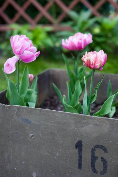 Indah Tulip Merah Muda Bintang Growht Dalam Kotak Logam Tua — Stok Foto
