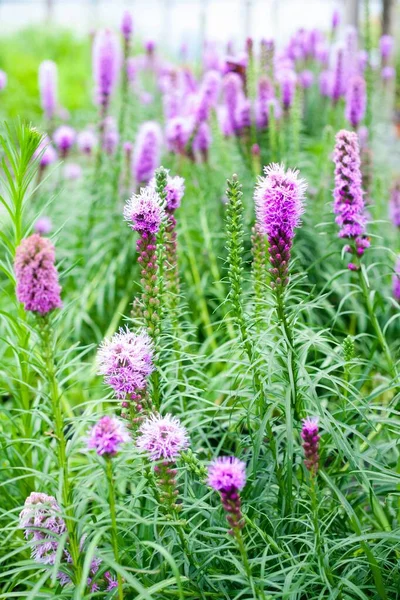 Agriculture Violet Liatris Spicata Bee Friendly Plant Natural Garden — Stock Photo, Image