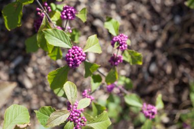Güzel sonbahar bitkisi Callicarpa bodinieri Bodinier 's Beautyberry