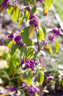 beautiful decorative autumn plant Callicarpa bodinieri called Bodinier's beautyberry clipart
