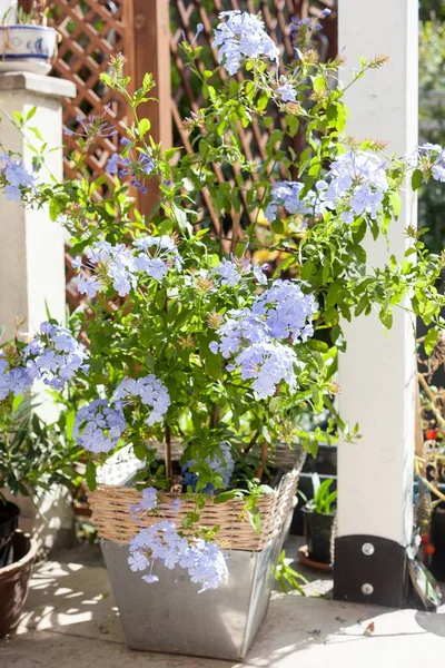 Beatiful Blue Plumbago Plant Mediterranean Semi Woody Perennial Shrub Produces — Stock Photo, Image