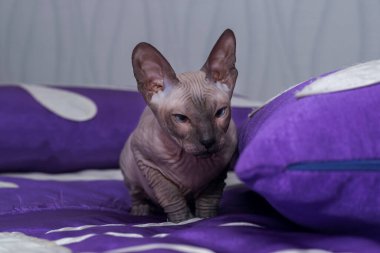 Genç gri bir sfenks yatakta oynuyor..