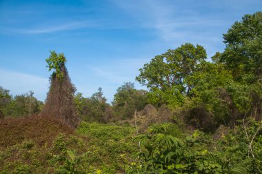 Dağıstan Cumhuriyeti 'nin güneyindeki ünlü astropikal orman Samur' u. Antik 800 'ler. Burada çınar ağacı yetişiyor.