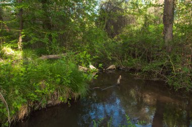 Dağıstan Cumhuriyeti 'nin güneyindeki ünlü astropikal orman Samur' u. Antik 800 'ler. Burada çınar ağacı yetişiyor.