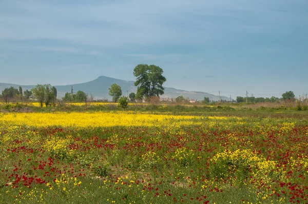 Mayıs 'ta muhteşem çiçek tarlaları, Rusya' nın Dağıstan Cumhuriyeti