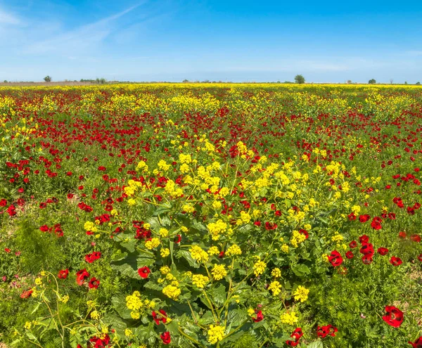 Mayıs 'ta muhteşem çiçek tarlaları, Rusya' nın Dağıstan Cumhuriyeti