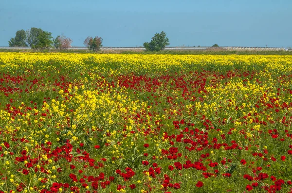 Mayıs 'ta muhteşem çiçek tarlaları, Rusya' nın Dağıstan Cumhuriyeti