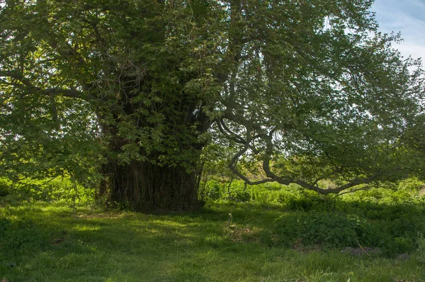 Dağıstan Cumhuriyeti 'nin güneyindeki ünlü astropikal orman Samur' u. Antik 800 'ler. Burada çınar ağacı yetişiyor.