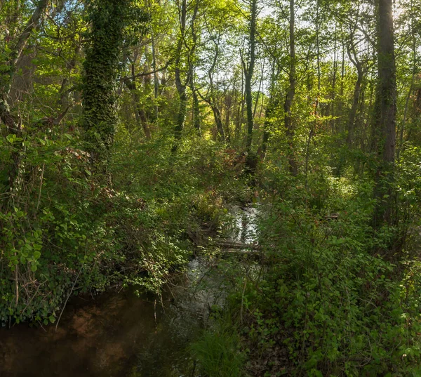 Dağıstan Cumhuriyeti 'nin güneyindeki ünlü astropikal orman Samur' u. Antik 800 'ler. Burada çınar ağacı yetişiyor.
