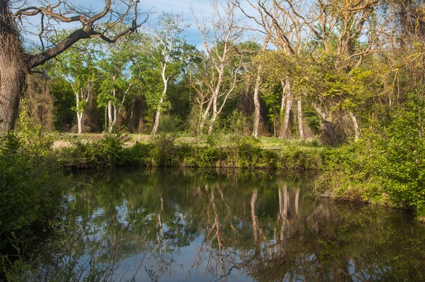 Dağıstan Cumhuriyeti 'nin güneyindeki ünlü astropikal orman Samur' u. Antik 800 'ler. Burada çınar ağacı yetişiyor.
