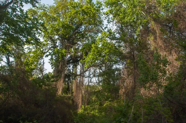 Dağıstan Cumhuriyeti 'nin güneyindeki ünlü astropikal orman Samur' u. Antik 800 'ler. Burada çınar ağacı yetişiyor.