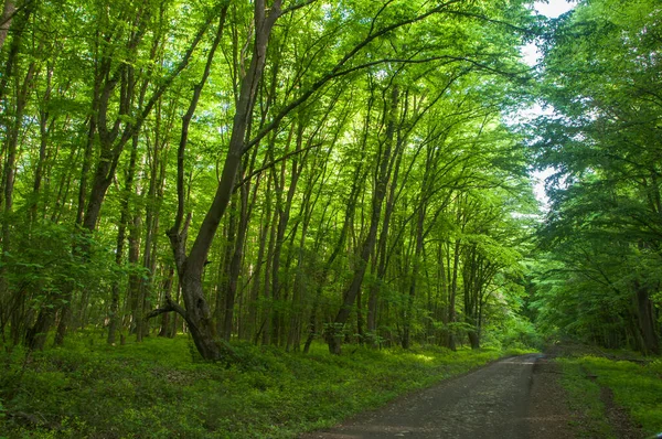 Dağıstan Cumhuriyeti 'nin güneyindeki ünlü astropikal orman Samur' u. Antik 800 'ler. Burada çınar ağacı yetişiyor.