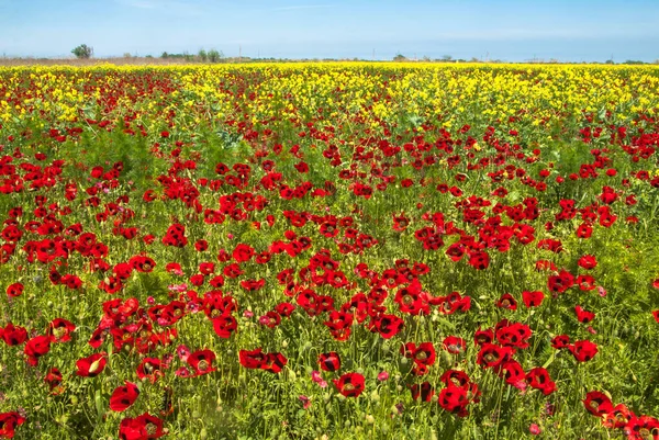 Increíbles Campos Flores Mayo República Daguestán Rusia Fotos de stock libres de derechos