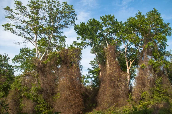 Híres Szubtrópusi Erdő Samur Déli Részén Dagesztán Köztársaság Oroszország Ősi Stock Kép