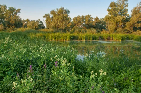 Rusya 'nın Samara bölgesinde küçük bir nehirde güzel bir gün batımıyla karşılaşmak