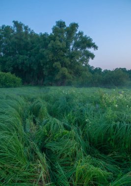 Rusya 'nın Samara bölgesinde, Chapaevsk kasabası yakınlarında küçük bir gölde güzel bir yaz gündoğumu.