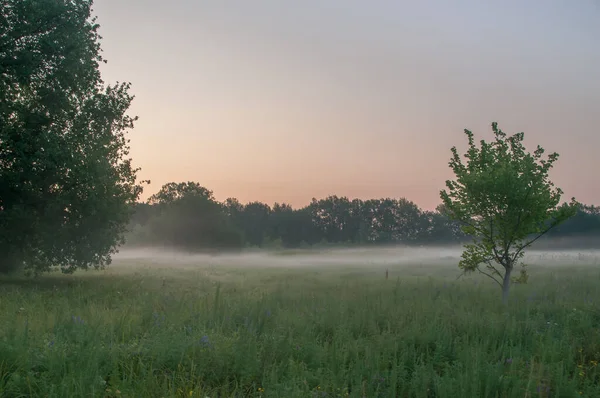 Rusya 'nın Samara bölgesinde, Chapaevsk kasabası yakınlarında küçük bir gölde güzel bir yaz gündoğumu.