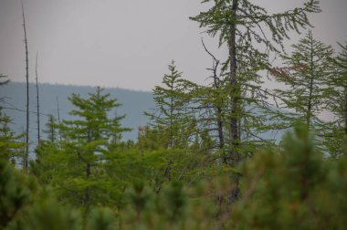 Seimchan kasabası yakınlarında güzel bir Rus taygası. Rusya, Sibirya, Magadan Bölgesi