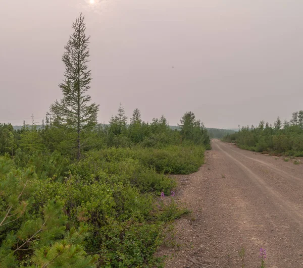 Seimchan kasabası yakınlarında güzel bir Rus taygası. Rusya, Sibirya, Magadan Bölgesi
