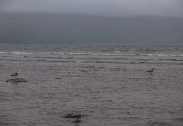 Magadan, Rusya 'nın Uzak Doğusu. Okhotsk Denizi kıyısında, Nagaev Körfezi. Dalgalar çekildiğinde denizin dibinde yürümek.