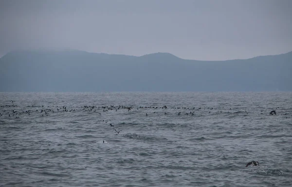 Zahlreiche Vögel Auf Inseln Und Felsen Ochotskischen Meer Magadan Region — Stockfoto