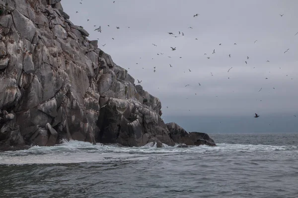 Adalarda sayısız kuş ve Okhotsk Denizi 'nde kayalar. Magadan bölgesi, Rusya 'nın Uzak Doğusu.