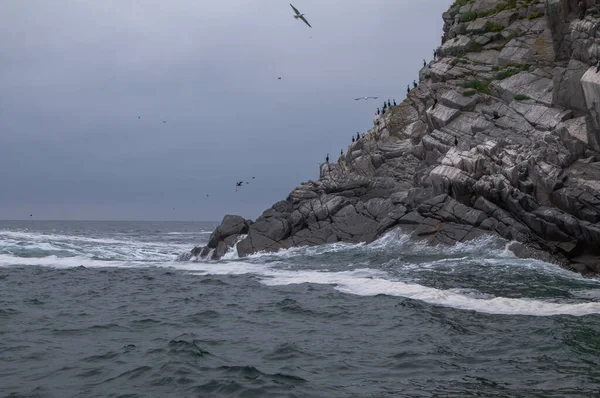 Adalarda sayısız kuş ve Okhotsk Denizi 'nde kayalar. Magadan bölgesi, Rusya 'nın Uzak Doğusu.