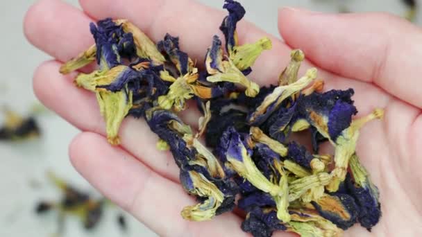 Χέρι Κρατά Αποξηραμένα Φύλλα Τσαγιού Πεταλούδα Pea Flower Μπλε Υγιής — Αρχείο Βίντεο