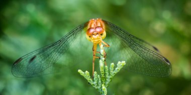  Nokta kanatlı Meadowhawk II