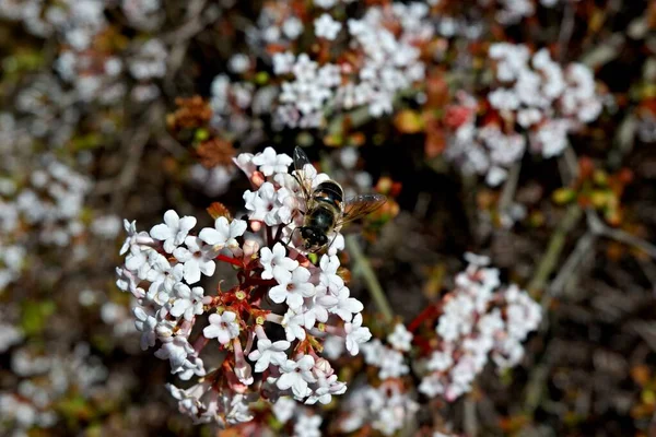 Bijen Zittend Een Witte Bloeiende Bloem — Stockfoto