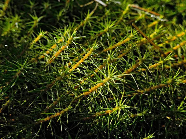 Detaillierte Tropfen Auf Eine Grüne Pflanze — Stockfoto