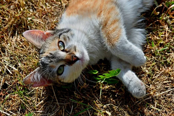 Gato Acostado Hierba Mira Hacia Lente — Foto de Stock