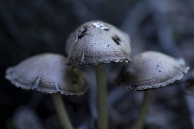 Three gray mushrooms in a gloomy, damp forest in autumn close-up 