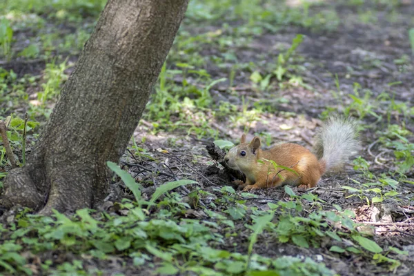 Fussy Squirrel Sitting Grass Summer Park — Stock Photo, Image