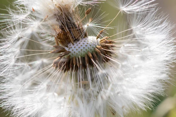 Light Fluffy Dandelion Feathers Sticking Out Arrows — Foto de Stock