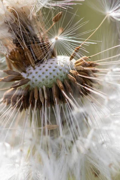Light Fluffy Dandelion Feathers Sticking Out Arrows — Foto de Stock