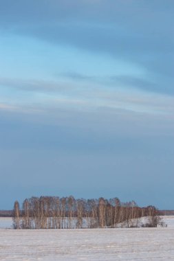 Kış, Sibirya manzarası: karlı tarlalar, huş ağaçları, dumanlı bulutlarla kaplı gökyüzü 