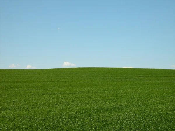 Campo verde — Foto de Stock