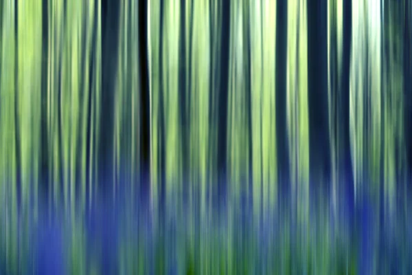 Bluebells forest abstraction — Stock Photo, Image
