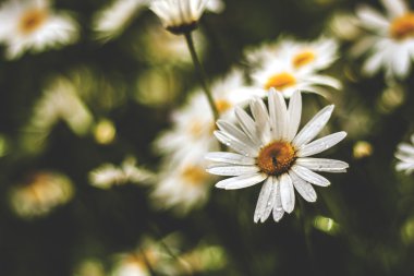 Daisy fly