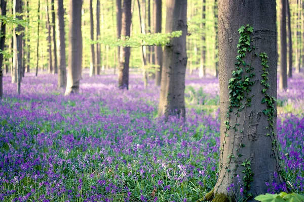 Blue forest bloom — Stock Photo, Image