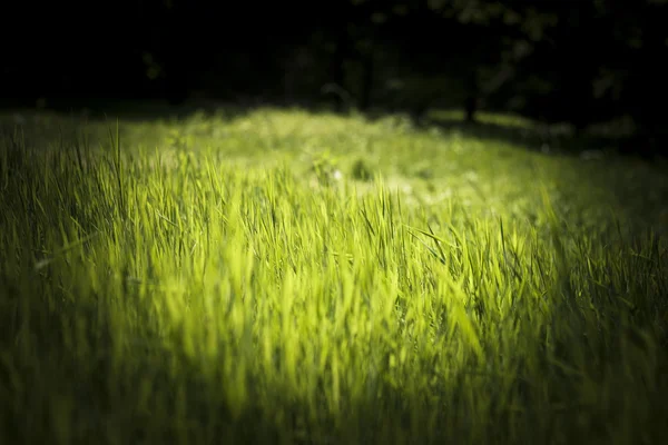 Gras — Stockfoto