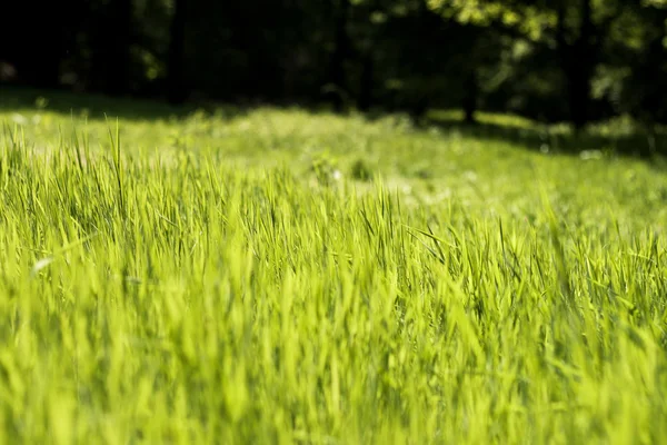 Einfach Gras — Stockfoto