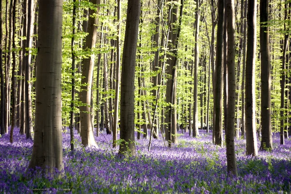 Bosque de campanas azules — Foto de Stock