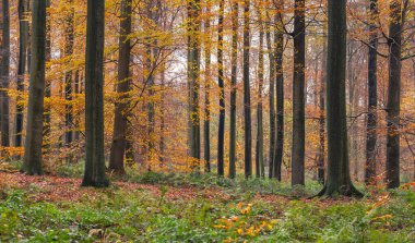 Sonbaharda Avrupa kayın ormanları (Fagus sylvatica)